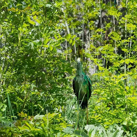 Ravenstein בקתה פיש